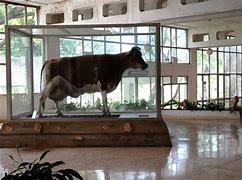 Vaca Ubre Blanca que permanece disecada en el Centro de Sanidad Agropecuaria de San José de las Lajas, Mayabeque. 