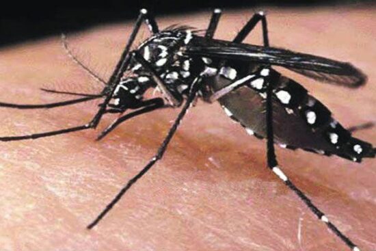 El Aedes aegypti es el agente transmisor del dengue. Foto: Internet.