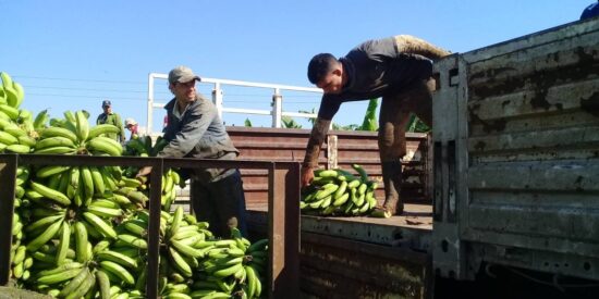 Este programa que está dirigido a estabilizar la presencia del plátano vianda en los mercados estatales a precios no especulativos. Foto: Escambray.