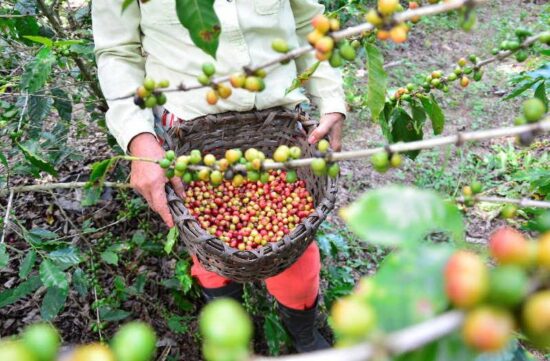 En las zonas serranas de los municipios de Trinidad y Fomento se concentra el grueso de la producción cafetalera en la provincia. Foto: Vicente Brito / Escambray.