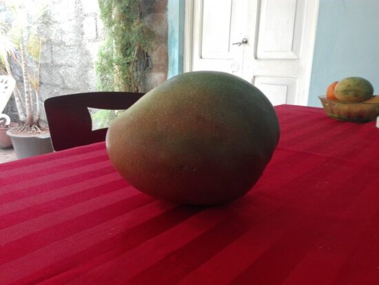 Los mangos de Germán tienen una masa de color rojiza y exquisito dulzor.