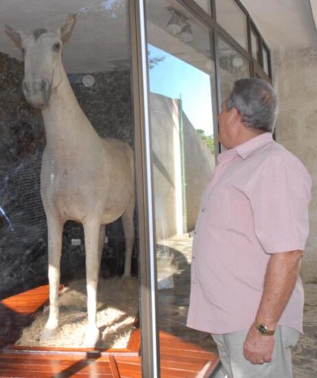 El caballo de Camilo en su nuevo stand, sigue siendo una de las atracciones principales para el visitante al Museo Nacional Camilo Cienfuegos, en Yaguajay. Foto: Oscar Alfonso Sosa / ACN.