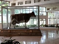 Vaca Ubre Blanca que permanece disecada en el Centro de Sanidad Agropecuaria de San José de las Lajas, Mayabeque.