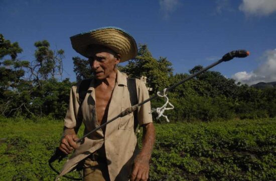 La lucha biológica ha extendido sus raíces para combatir las plagas y enfermedades en la agricultura. Foto: Escambray.