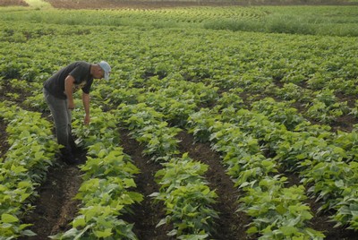 Las zonas dedicadas al cultivo del frijol también demandan el uso de medios biológicos. Foto: Escambray.