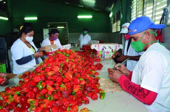 En la muestra se incluye la Empresa de Frutas Selectas. Foto: Vicente Brito/Escambray.