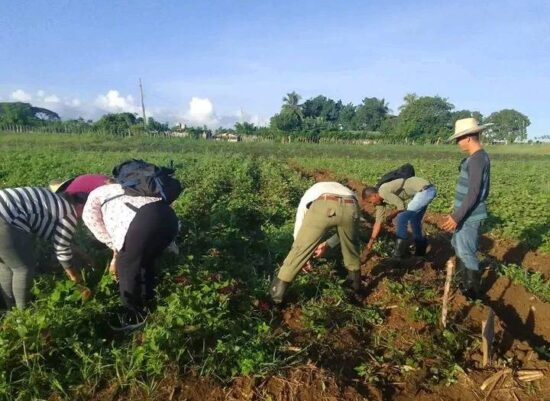 La producción de alimentos estuvo entre las prioridades de la jornada voluntaria. Fotos: Facebook.