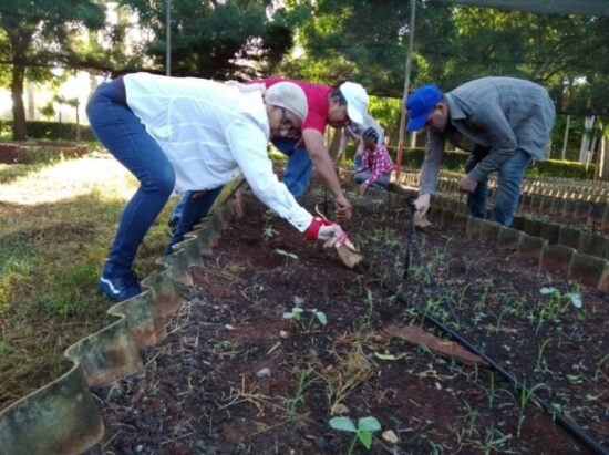 En los organopónicos de las ciudades los jóvenes dieron su aporte.