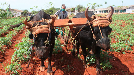 La agricultura cubana sufre los embates del bloqueo económico, comercial y financiero de los Estados Unidos. Foto: ACN.