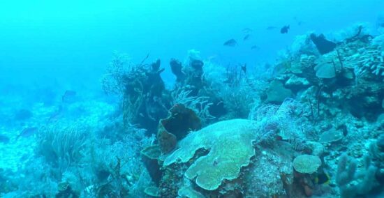 Gran diversidad y abundancia de peces y los octocorales distinguen al banco marino Silvertown. Foto: Expedición científica Cuba-EE. UU.