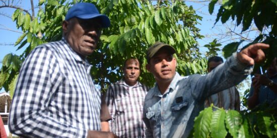 Salvador Valdés Mesa (I), miembro del Buró Político del Partido Comunista de Cuba y Vicepresidente de la República, constata el desarrollo del café robusta cultivado en el llano. Foto: Oscar Alfonso.