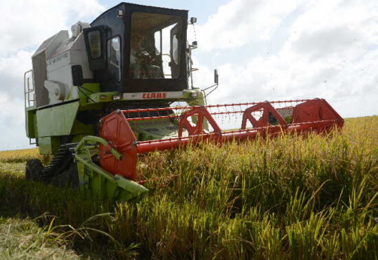 Entre los beneficios del fondo de fomento agrícola están la baja tasa de interés y que el productor solo pagará la mitad de ellas. Foto: Vicente Brito/Escambray.