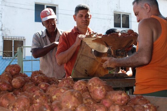 La venta de papa será a razón de tres libras por consumidor, con un precio de once pesos cada libra. Foto: Trabajadores.