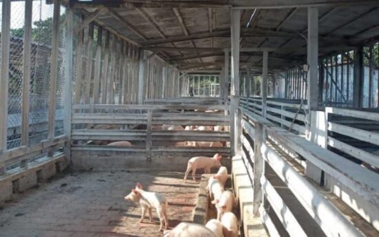 Naves para la reproducción, preceba y ceba aseguran laproducción escalonada de carne de cerdo en la cochiquera de Gerardo.