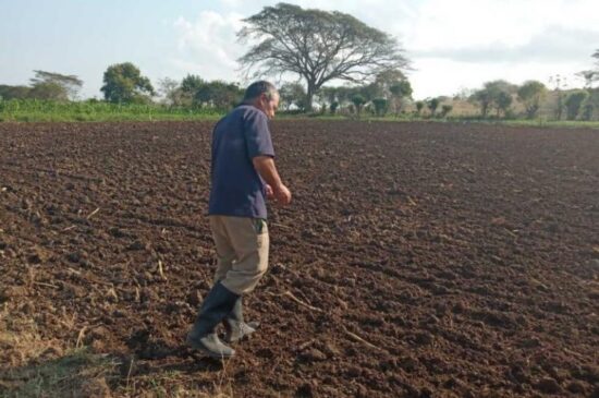 Tierras listas para la siembra de yuca y soya a fin de garantizar el alimento animal.