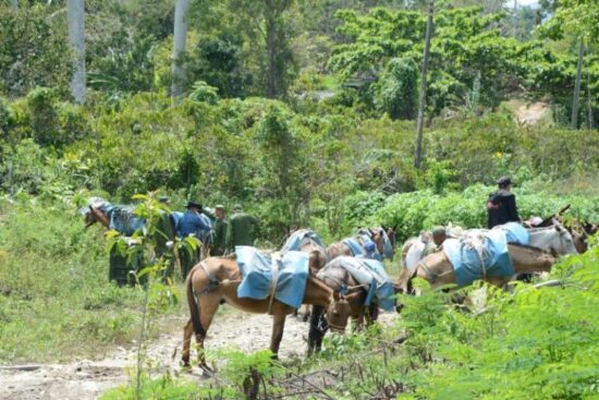 El empleo del mulo por la logística en las montañas es insustituible.