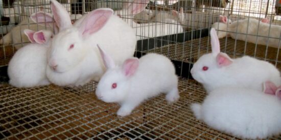 Los animales de laboratorio se utilizan en experimentos de rutinas de inmunización con antígenos. Foto: Internet.