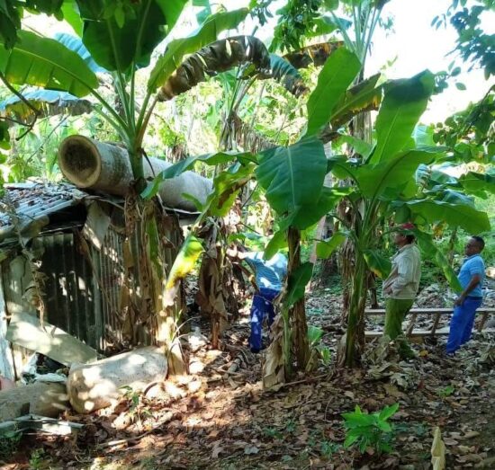 Fuerzas combinadas de ETECSA y la Empresa Agroforestal trinitaria, desmontan y podan una palma real que anteriormente se proyectó contra un cable de la red local con inminente peligro de interrumpir las comunicaciones del sureño municipio. Foto: ETECSA.