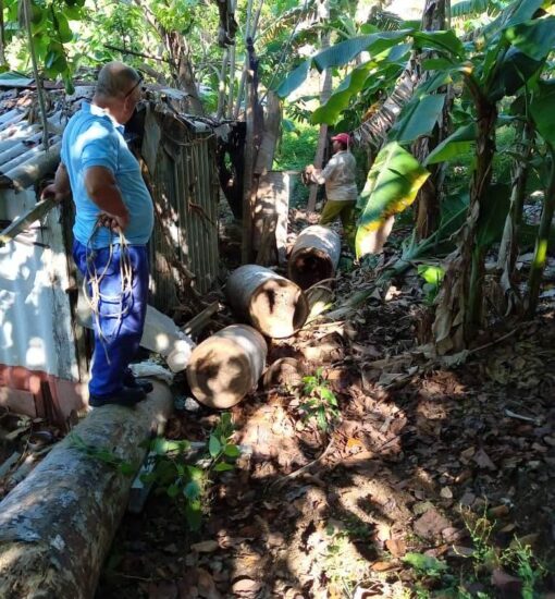 Fuerzas combinadas de ETECSA y la Empresa Agroforestal trinitaria, desmontan y podan una palma real que anteriormente se proyectó contra un cable de la red local con inminente peligro de interrumpir las comunicaciones del sureño municipio. Foto: ETECSA.