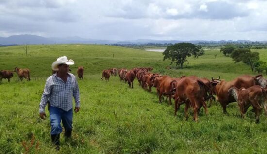 En Trinidad, Fomento, Cabaiguán, Sancti Spíritus y Taguasco es donde se reportan las mayores incidencias de hurto y sacrificio ilegal de ganado mayor en lo que va de año. Foto: José Luis Camellón/Escambray.