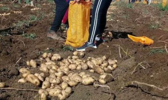 Los productores espirituanos sembraron este año cerca de 20 hectáreas de papa agroecológica. Foto: José Luis Camellón/Escambray.