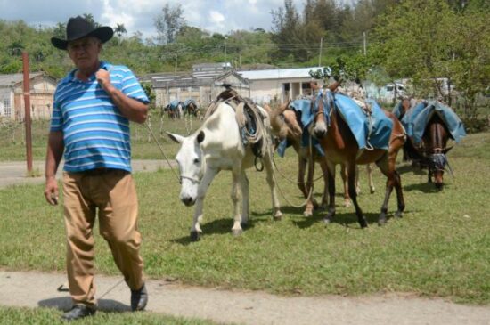 Los arrieros con sus mulos, un matiz cotidiano de Algarrobo, en el municipio de Trinidad. Fotos: Oscar Alfonso/Escambray.