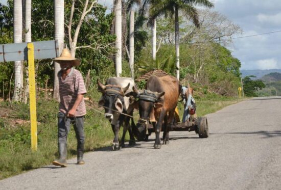Los matices campesinos acompañan la vida en El Algarrobo, Trinidad.