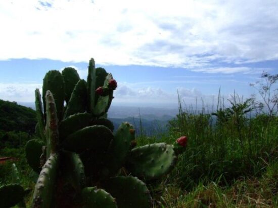 Cactus de la familia de las cactáceas (tunas o cactus) en el Escambray o Macizo de Guamuhaya en el centro sur de Cuba.