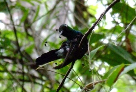 En el Parque Nacional Topes de Collantes viven aves como el zunzun, la cotorra, el tocororo (ave nacional de Cuba), el negrito, el gavilán, el carpintero y el sijú.