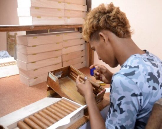 Los más jóvenes se adentran con soltura en los ajetreos del torcido de tabaco. Foto: Oscar Alfonso Sosa.