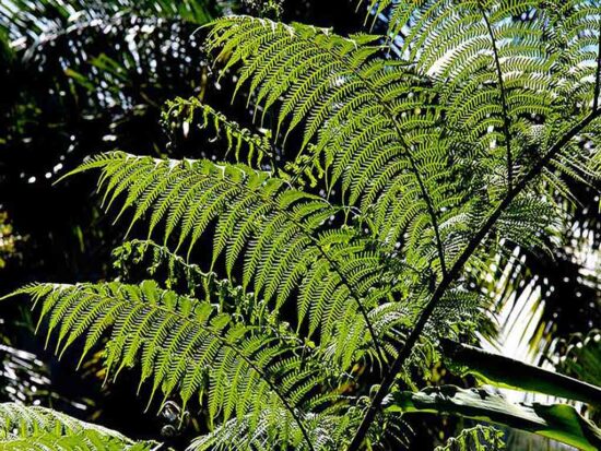 La vegetación es exuberante en Trinidad, sobre todo en el Valle de los Ingenios y en la montañosa Topes de Collantes, a más de 800 metros sobre el nivel del mar, un verdadero paraíso entre las nubes.