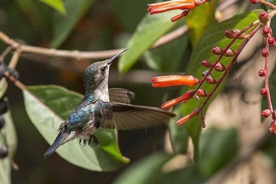 Increíbles ejemplares de la flora y la fauna atesora Topes de Collantes, en Trinidad de Cuba.